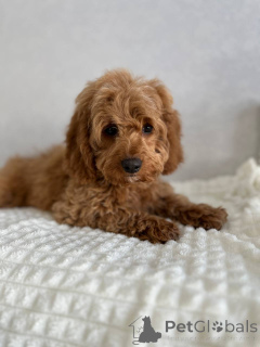 Zdjęcie №2 do zapowiedźy № 166825 na sprzedaż  pies nierasowy - wkupić się Holandia hodowca