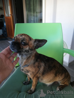 Dodatkowe zdjęcia: Domowe szczenięta czystej krwi Chihuahua