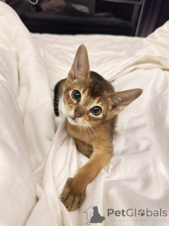 Zdjęcie №1. chausie - na sprzedaż w Aizlingen | 1674zł | Zapowiedź № 157795