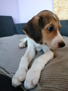 Zdjęcie №2 do zapowiedźy № 166243 na sprzedaż  rosyjski pies - wkupić się Niemcy hodowca