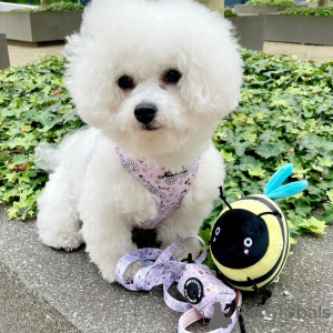 Zdjęcie №2 do zapowiedźy № 31542 na sprzedaż   - wkupić się Kuwejt prywatne ogłoszenie