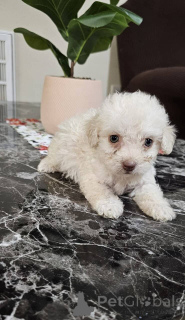 Zdjęcie №2 do zapowiedźy № 149834 na sprzedaż  maltipu - wkupić się Niemcy prywatne ogłoszenie, hodowca