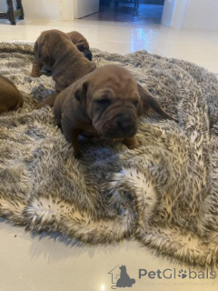 Zdjęcie №1. shar pei - na sprzedaż w Agia Marina | Bezpłatny | Zapowiedź №176060