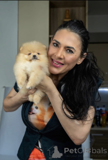 Zdjęcie №3. Ściółka pomerańska szczeniąt. Serbia