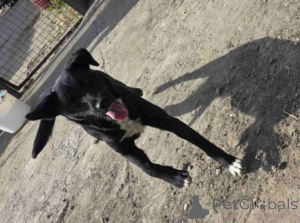 Zdjęcie №4. Sprzedam pies nierasowy w Beška.  - cena - Bezpłatny