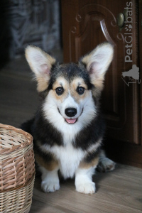 Zdjęcie №2 do zapowiedźy № 145718 na sprzedaż  welsh corgi - wkupić się Białoruś od żłobka
