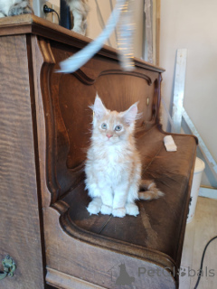 Zdjęcie №4. Sprzedam maine coon w Bruksela.  - cena - Bezpłatny