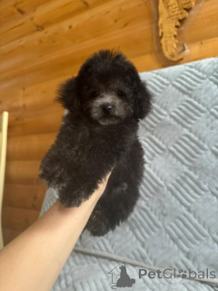 Zdjęcie №4. Sprzedam pudel (krasnolud) w Krasnodar.  - cena - 11860zł