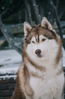 Zdjęcie №3. Klasa szczeniąt rasy SIBERIAN Husky. Federacja Rosyjska