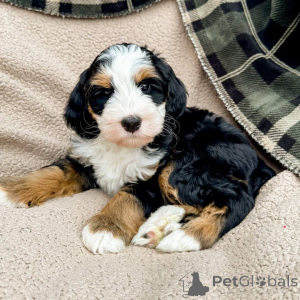 Zdjęcie №1. labradoodle - na sprzedaż w Ciągnąć włók | negocjowane | Zapowiedź №160073