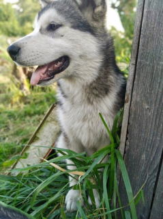 Zdjęcie №2 do zapowiedźy № 2930 na sprzedaż  alaskan malamute - wkupić się Federacja Rosyjska od żłobka