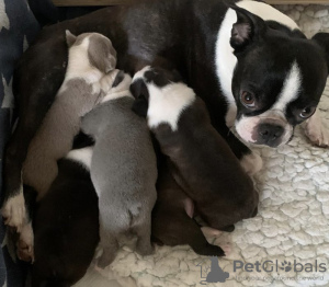 Zdjęcie №3. Boston Terrier Welpen Zu Verkaufen, KC Rejestr. Niemcy