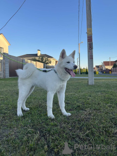 Dodatkowe zdjęcia: Szczenięta Akita Inu