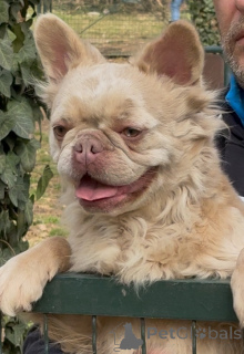 Zdjęcie №1. buldog francuski - na sprzedaż w Belgrad | 14351zł | Zapowiedź №154867