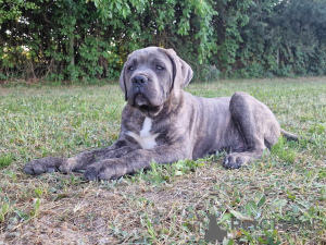 Dodatkowe zdjęcia: Cane Corso (FCI)