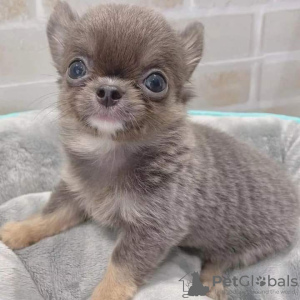 Zdjęcie №2 do zapowiedźy № 126681 na sprzedaż  chihuahua (rasa psów) - wkupić się Portugalia 