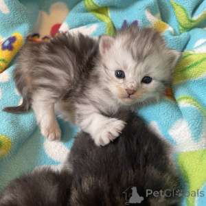 Zdjęcie №1. amerykański bobtail długowłosy - na sprzedaż w Zły soden-salmünster | negocjowane | Zapowiedź № 162296