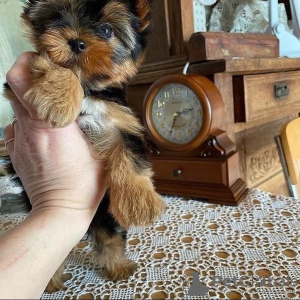 Zdjęcie №3. Piękny Yorkshire Terrier szuka nowego domu!. Niemcy