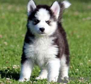 Zdjęcie №1. husky syberyjski - na sprzedaż w Bursa | negocjowane | Zapowiedź №175628