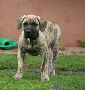 Zdjęcie №1. dog kanaryjski - na sprzedaż w Ryga | negocjowane | Zapowiedź №174799
