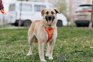 Zdjęcie №1. pies nierasowy - na sprzedaż w Москва | Bezpłatny | Zapowiedź №71525