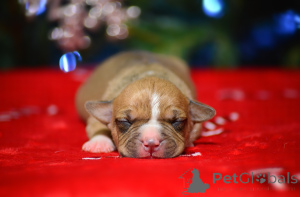 Zdjęcie №3. Szczenięta amstaffów z hodowli. Federacja Rosyjska