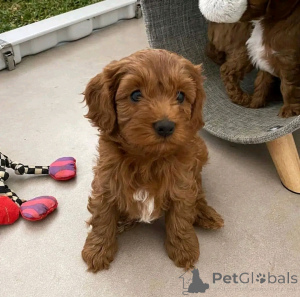 Zdjęcie №2 do zapowiedźy № 139075 na sprzedaż  kawapu - wkupić się Niemcy prywatne ogłoszenie, hodowca