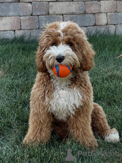 Zdjęcie №3. Poznaj Milo, naszego radosnego małego odkrywcę! Inteligentny, kochający i zawsze. Finlandia