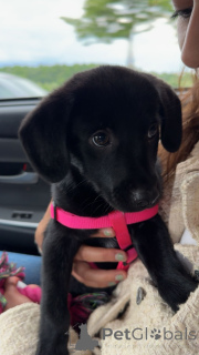 Zdjęcie №3. Labrador Retriever szczeniak szuka na zawsze dom. Litwa