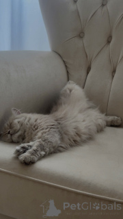 Zdjęcie №4. Sprzedam perskie w Tbilisi. hodowca - cena - 762zł