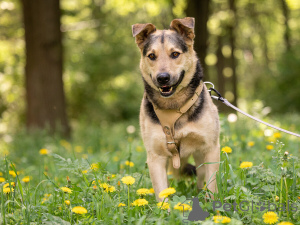 Zdjęcie №4. Sprzedam pies nierasowy w Rzeka Moskwa. prywatne ogłoszenie - cena - Bezpłatny
