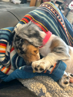 Zdjęcie №1. jamnik - na sprzedaż w Berlin | 2631zł | Zapowiedź №164806