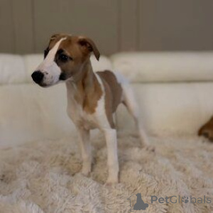 Zdjęcie №1. whippet - na sprzedaż w Traysskirchen | 2153zł | Zapowiedź №170138
