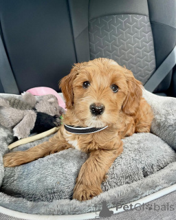 Zdjęcie №2 do zapowiedźy № 156421 na sprzedaż  labradoodle - wkupić się Austria prywatne ogłoszenie