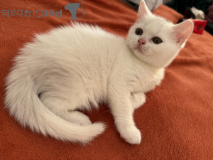 Zdjęcie №3. Szukamy opiekuńczych i kochających mistrzów dla naszych dzieci. Francja