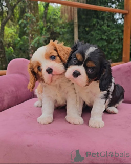 Zdjęcie №2 do zapowiedźy № 173352 na sprzedaż  cavalier king charles spaniel - wkupić się Niemcy 
