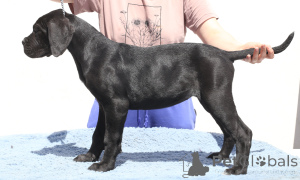 Zdjęcie №3. Calypso of spqr corso. Rumunia