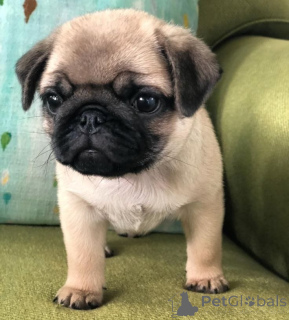 Zdjęcie №1. mops - na sprzedaż w Libbon | 1196zł | Zapowiedź №174051
