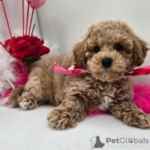 Zdjęcie №2 do zapowiedźy № 134935 na sprzedaż   - wkupić się Niemcy 