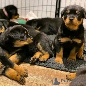 Zdjęcie №1. rottweiler - na sprzedaż w Borlänge | 1486zł | Zapowiedź №13386