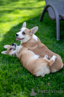 Dodatkowe zdjęcia: Sprzedam bardzo piękne szczenię welsh corgi pembroke