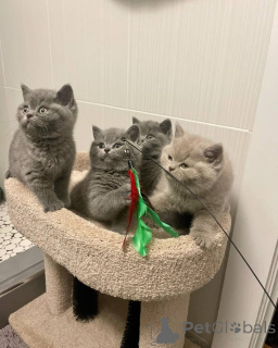 Zdjęcie №2 do zapowiedźy № 135934 na sprzedaż   - wkupić się USA hodowca