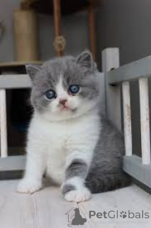 Zdjęcie №3. Chatons British Shorthair à vendre. Belgia