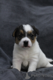 Zdjęcie №3. Szczenięta Jack Russell Terrier. Białoruś