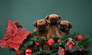 Zdjęcie №1. brabantczyk - na sprzedaż w Moskwa | 2578zł | Zapowiedź №161856