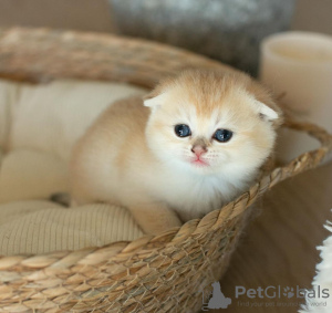 Zdjęcie №1. scottish fold - na sprzedaż w New Orleans | 1172zł | Zapowiedź № 122983