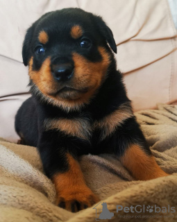 Zdjęcie №2 do zapowiedźy № 132191 na sprzedaż   - wkupić się Szwajcaria 