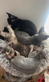 Zdjęcie №2 do zapowiedźy № 163022 na sprzedaż  devon rex - wkupić się Wielka Brytania hodowca