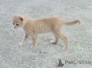 Zdjęcie №2 do zapowiedźy № 148697 na sprzedaż  maine coon - wkupić się USA 