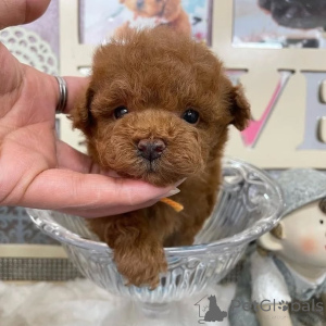 Zdjęcie №2 do zapowiedźy № 164033 na sprzedaż  pudel (zabawka) - wkupić się Finlandia prywatne ogłoszenie, ze schronu